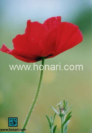 شیشه های رنگی