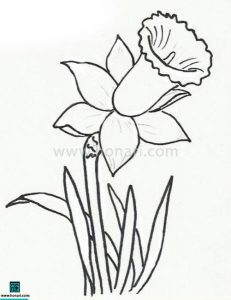 طرح نقاشی گل نرگس