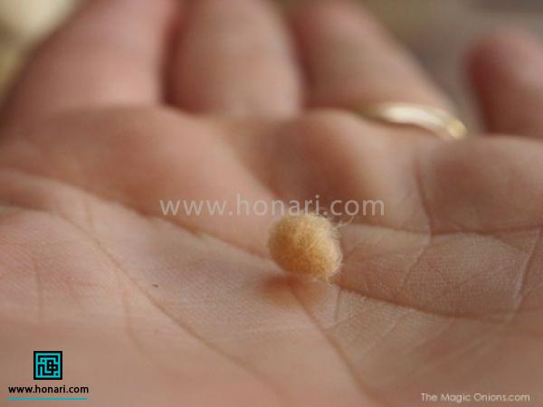 Ø¨Ø±Ø§Û ÙÙÚ© Ø¬ØºØ¯ ÙÙØ¯Ø§Ø±Û Ø§Ø² Ø§ÙÛØ§Ù Ø¨Ú Ø±Ø§ Ú©Ù Ø¯Ø³Øª Ø¨ØµÙØ±Øª ØªÙÙ¾ Ø¯Ø±Ø¢ÙØ±Ø¯Ù 