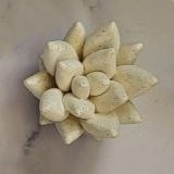قالب سیلیکونی کاکتوس کد204